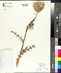 Cirsium horridulum image