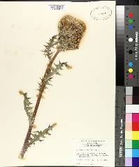 Cirsium horridulum image