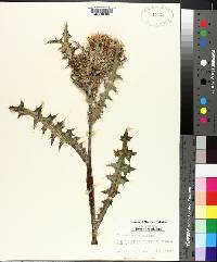 Cirsium horridulum image