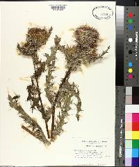 Cirsium horridulum image