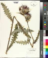 Cirsium horridulum image