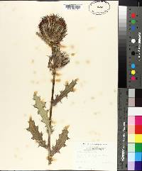 Cirsium horridulum image