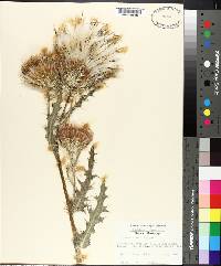 Cirsium horridulum image