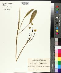 Krigia biflora image