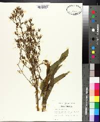 Lactuca canadensis image