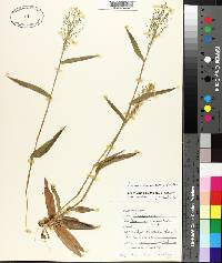 Panicum commutatum image