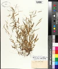 Panicum lucidum image