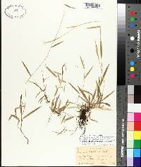 Panicum lucidum image