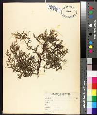 Thuja occidentalis image