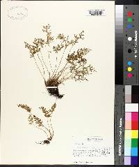 Cryptogramma acrostichoides image