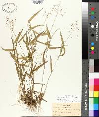 Panicum commutatum var. ashei image