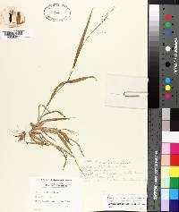 Panicum laxiflorum image