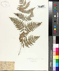 Pteridium aquilinum subsp. pseudocaudatum image