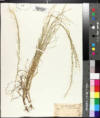 Aristida purpurascens image