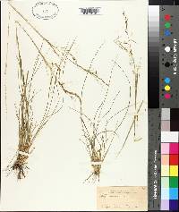 Stipa avenacea image