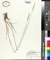 Agropyron cristatum image