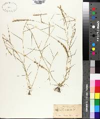 Eragrostis ciliaris image