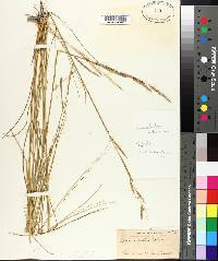 Spartina patens image