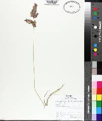 Eragrostis secundiflora image