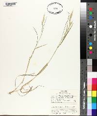 Bromus macrostachys image