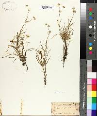 Juncus repens image