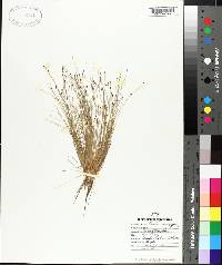 Eleocharis microcarpa image