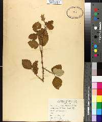 Rubus occidentalis image