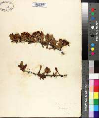 Crataegus spathulata image