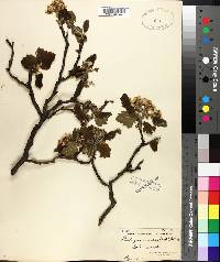 Crataegus mollis image