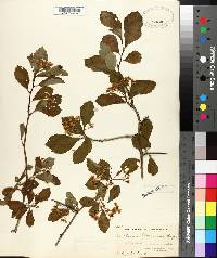 Crataegus peoriensis image