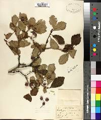 Crataegus peoriensis image