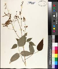 Desmodium bracteosum image