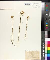 Sabatia dodecandra image