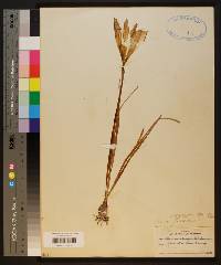 Zephyranthes atamasca image