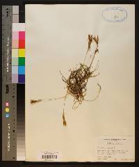 Tillandsia recurvata image