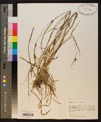 Carex corrugata image