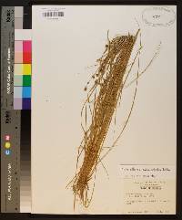 Carex atlantica subsp. atlantica image