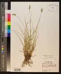 Carex austrina image