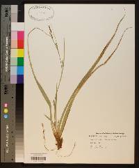 Carex baltzellii image