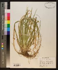 Carex baltzellii image