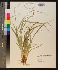 Carex baltzellii image