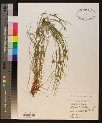 Carex bulbostylis image