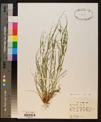 Carex bulbostylis image