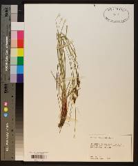 Carex caroliniana image