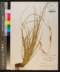 Carex cherokeensis image