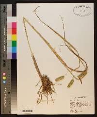 Carex comosa image