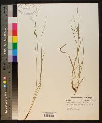 Carex complanata image