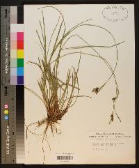 Carex complanata image