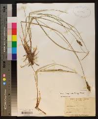 Carex complanata image