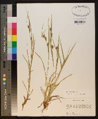 Carex corrugata image